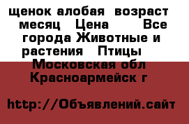 щенок алобая .возраст 1 месяц › Цена ­ 7 - Все города Животные и растения » Птицы   . Московская обл.,Красноармейск г.